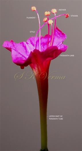  Flower with 5 exserted stamens and pistil